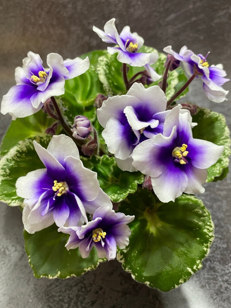 Р-Дурман (3).jpg