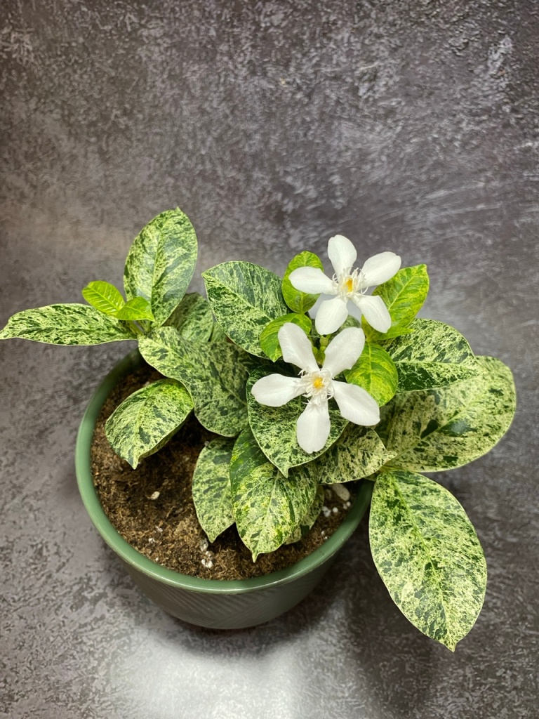 Райтия Антидизентерика Вариегатная (Wrightia Antidysenterica Variegata) (1).jpg