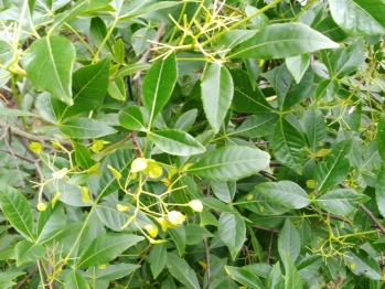 Птелея трехлистная, или Кожанка (Вязовик) — Рtelea trifoliata L.