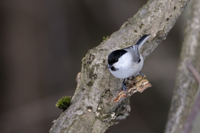 12 ноября - Синичкин день.
