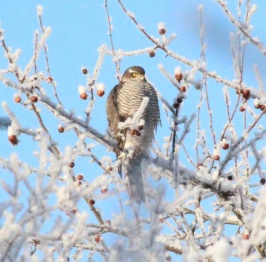 Орнитология — профессия, которую называют призванием. 