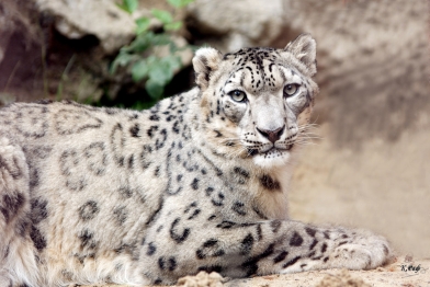 Международный день снежного барса: почему важно беречь уникальную кошку? 