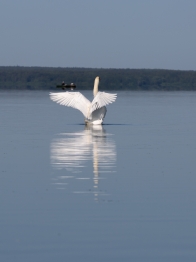 Лебедь-шипун на озере Плещеево