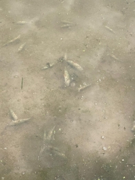 Замор рыбы на реке Вёкса