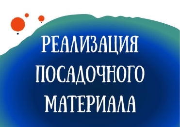 ПЕРЕНОСИТСЯ дата начала реализации саженцев в дендрологическом саду им. С.Ф. Харитонова. ПЕРЕНОСИТСЯ дата начала реализации саженцев в дендрологическом саду им. С.Ф. Харитонова.