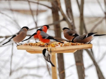 Конкурс "Покормите птиц зимой"