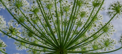 Искусственный интеллект на страже природы: новый сервис для борьбы с борщевиком