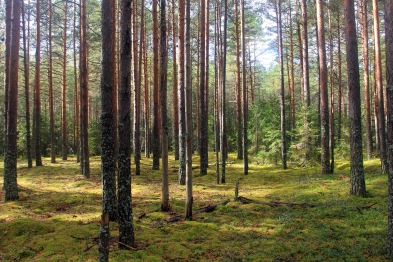 Международный день леса – 21 марта