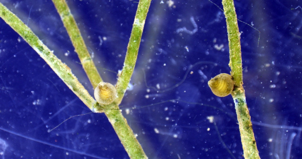 nitellopsis plesheevo_0004_x1.jpg