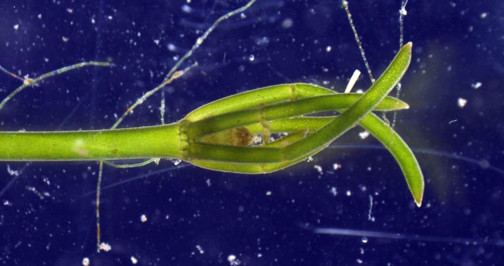 nitellopsis plesheevo_0008_x2.jpg